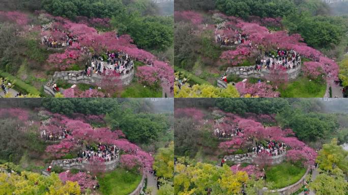 九龙坡彩云湖湿地公园春梅航拍