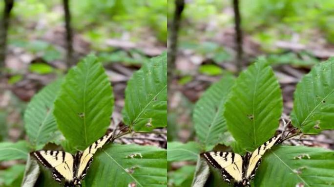 黄蝴蝶和黑蝴蝶坐在树林里的一片叶子上