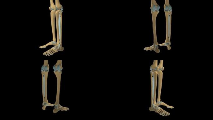 人体骨骼膝足关节韧带解剖3D