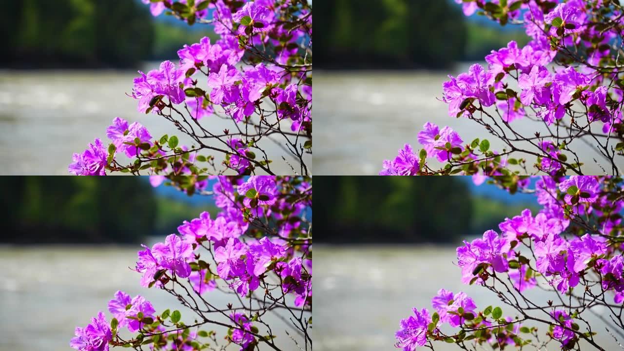 杜鹃花是阿尔泰樱花。美丽的粉色花朵生长在俄罗斯西伯利亚的一块粗糙而神奇的岩石上