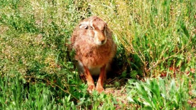 坐在草地上的野生欧洲野兔，Lepus Europaeus