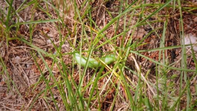 一只厚厚的绿色毛毛虫在地上爬行，穿过草地