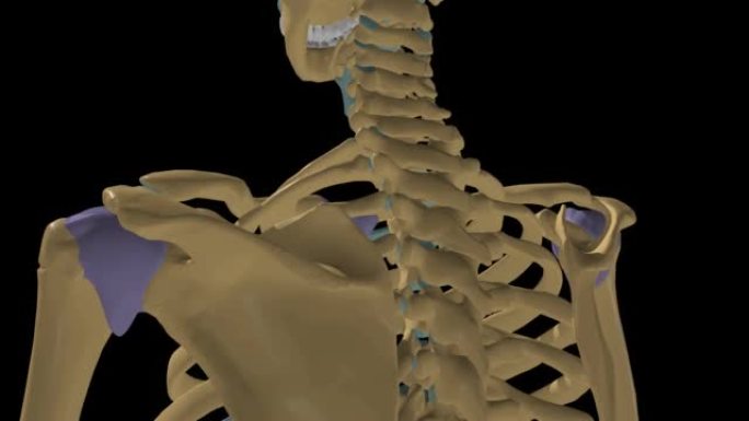 带关节囊3D的人体骨骼滑膜关节解剖