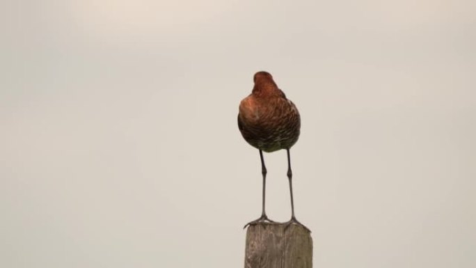 睡在杆子上的黑尾Godwit (Limosa limosa)