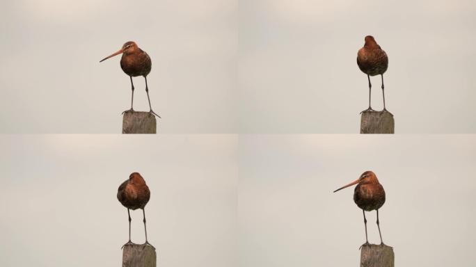 睡在杆子上的黑尾Godwit (Limosa limosa)