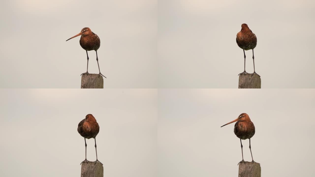 睡在杆子上的黑尾Godwit (Limosa limosa)