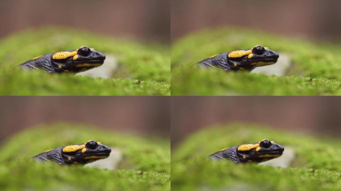 苔藓上火蜥蜴 (Salamandra salamandra) 的特写镜头，缩小