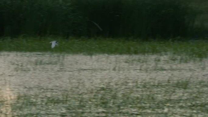 普通燕鸥飞过覆盖着绿色植被的水面