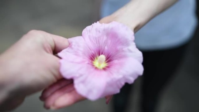 男女手递粉色花朵