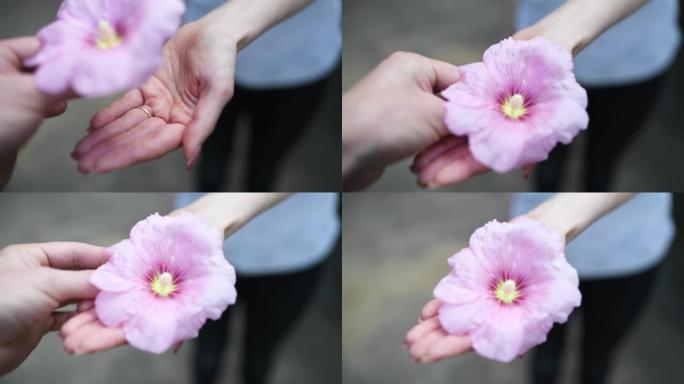 男女手递粉色花朵