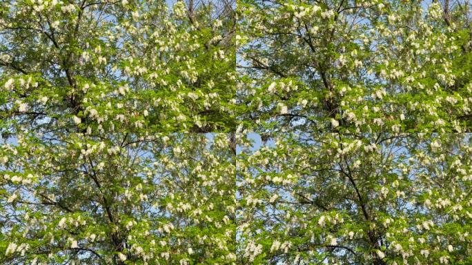 春天盛开的刺槐树