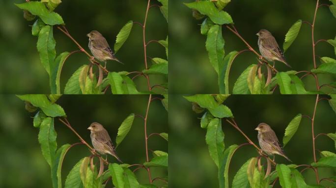 一只雌性绿雀 (Chloris chloris) 坐在树枝上