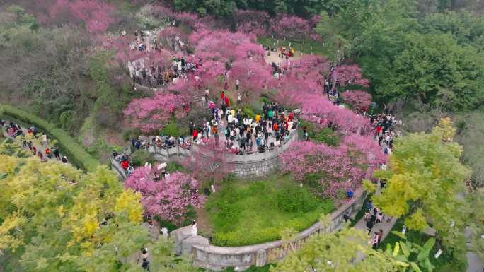 九龙坡彩云湖湿地公园春梅航拍