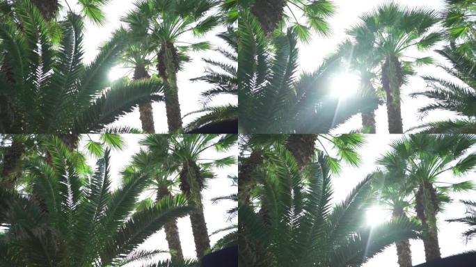 阳光下的棕榈树在风中跳舞