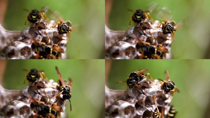 特写。Vespiary。黄蜂拍打翅膀。黄蜂在野外筑巢。昆虫