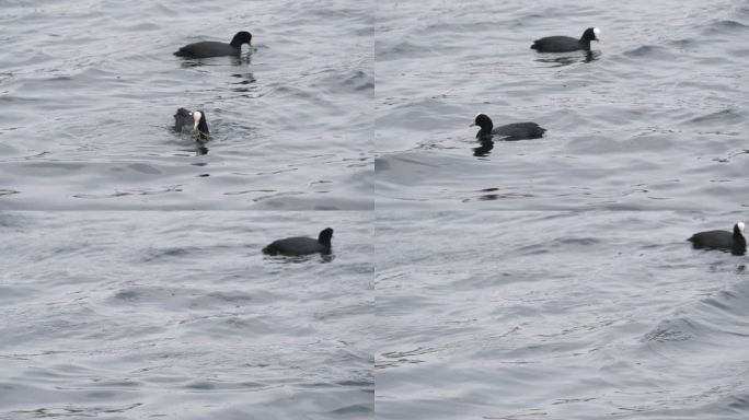 河中水鸭在水中觅食一只水鸭潜水浮出水面