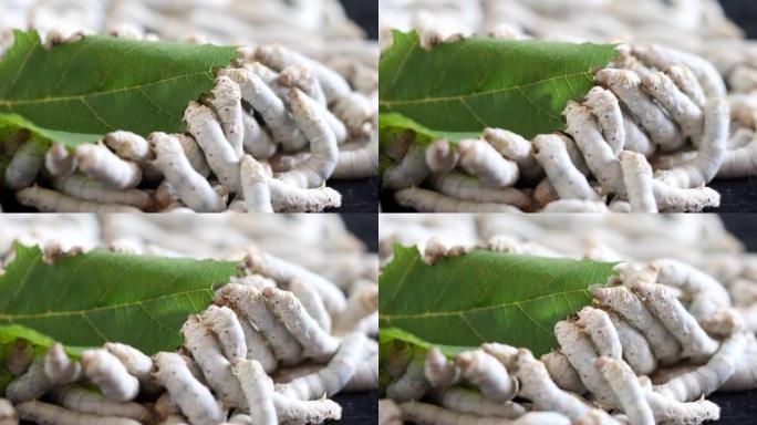 成熟的蚕吃新鲜的桑叶，特写镜头，4k慢镜头，农业概念。