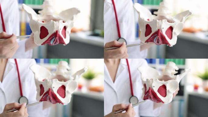 医生拥有骨盆骨骼的人体骨盆解剖模型