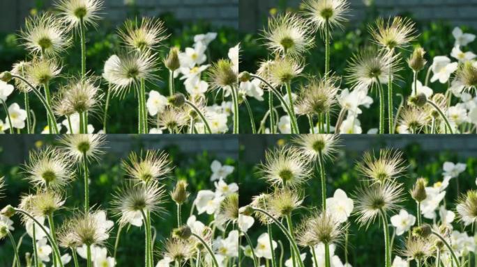 白头翁 (白头翁，黄葵) 是一种开花植物。野花。花