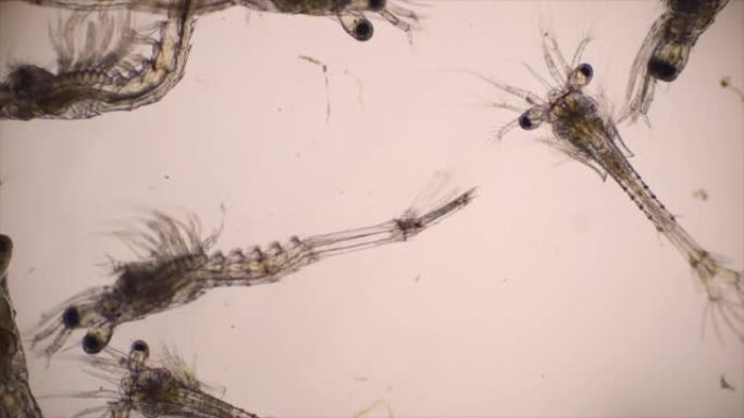 南美白对虾的Mysis阶段在光学显微镜下，虾的幼虫在显微镜下，虾，白对虾，无节幼体，Zoea，Mys