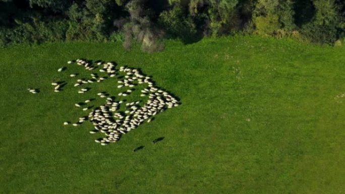 在绿色草地上放牧的羊群。在绿色牧场上咀嚼绵羊