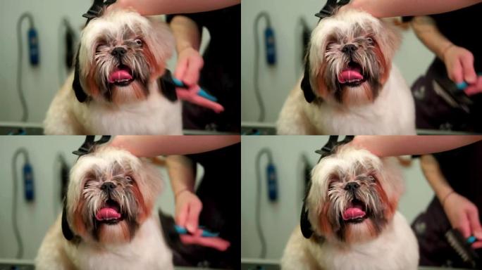 特写。沙龙里的理发师用特制的梳子把一只毛茸茸的西施犬的毛线梳出来。狗看着相机。梳理