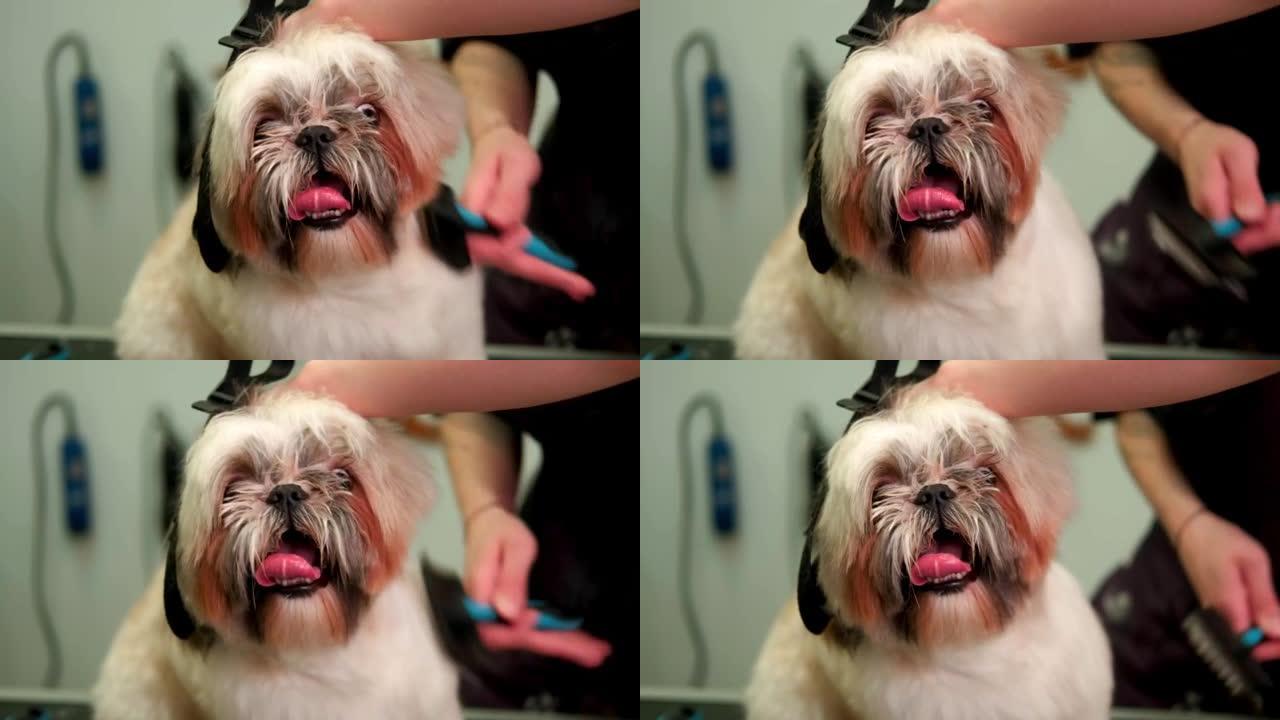 特写。沙龙里的理发师用特制的梳子把一只毛茸茸的西施犬的毛线梳出来。狗看着相机。梳理