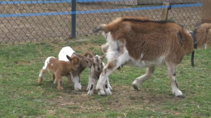 家养山羊，孩子们在草甸上觅食，Capra Hircus