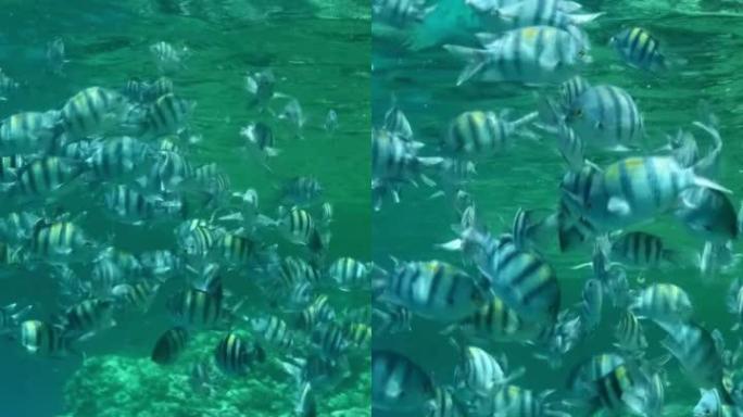 不同种类的热带鱼在富含浮游生物的地表水中觅食。视觉上可分辨的浮游生物丰富的水层(罕见现象