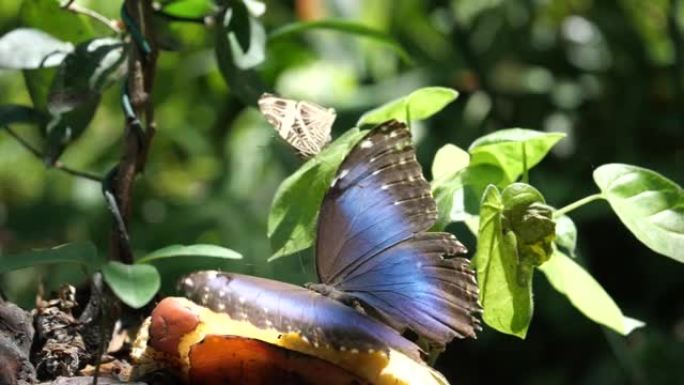7.5倍慢动作剪辑，蓝色morpho蝴蝶在花园打开翅膀