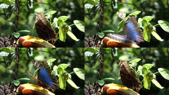 7.5倍慢动作剪辑，蓝色morpho蝴蝶在花园打开翅膀