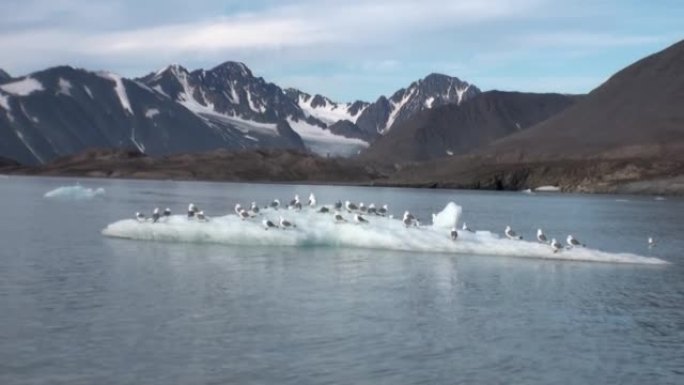 海鸥坐在北极的冰山上漂浮。