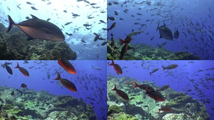 在印度安达曼海群岛奇妙的海床中的鲷鱼浅滩。