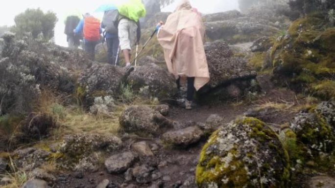 徒步旅行者背着背包，拄着登山杖，在雾中徒步乞力马扎罗山