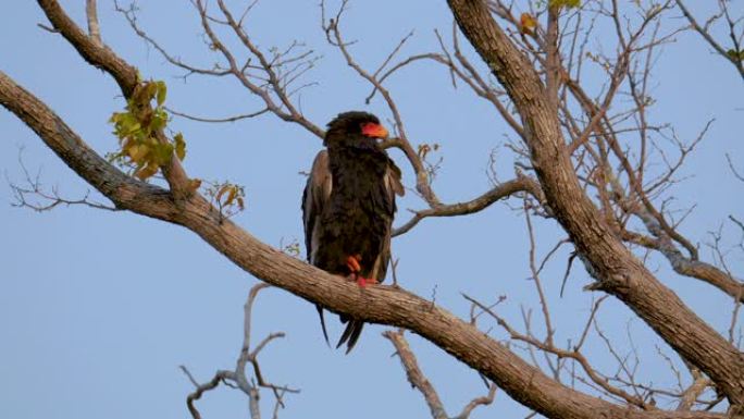Bateleur-在树枝上休息的猛禽