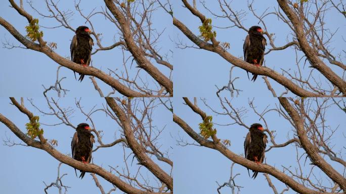 Bateleur-在树枝上休息的猛禽