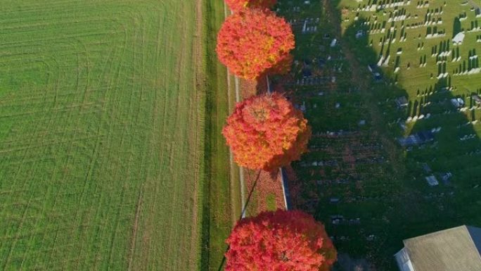 无人机可以看到一排秋天的树木，带有明亮的橙色和红色的叶子