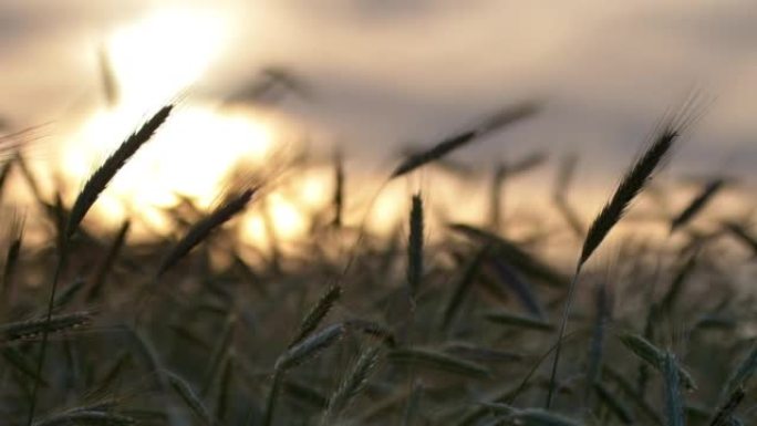 日落时的黑麦耳朵作物-植物、背光、自然、