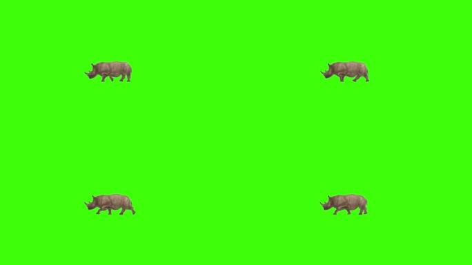 犀牛在绿色屏幕上行走