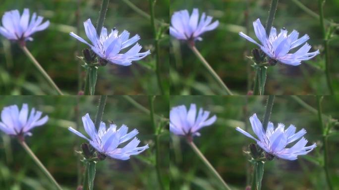 夏季拍摄的蓝色矢车菊