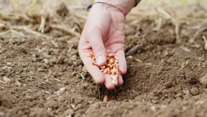 少女手正在将玉米种子放入土壤中耕种
