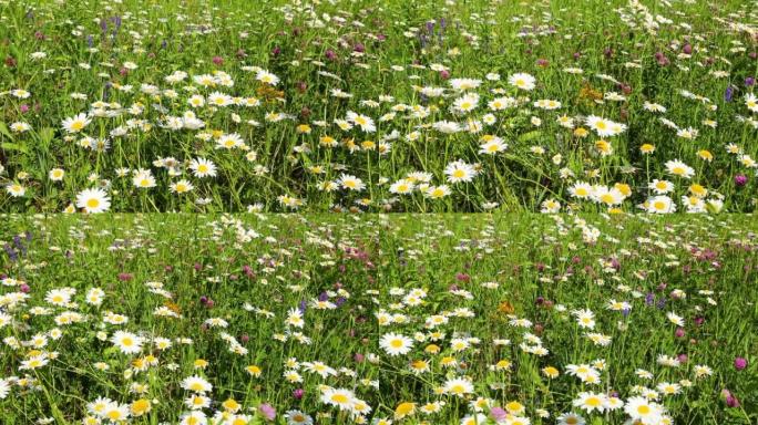 带雏菊的夏季草地-滑块多莉射击