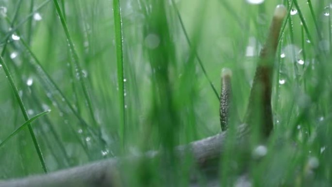 用液体水滴关闭草丛中的蜗牛。创意。夏天的草地上有晨露的可爱的蜗牛。