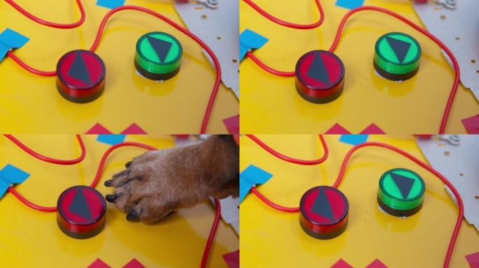 腊肠狗的爪子用黑色箭头按下绿色按钮