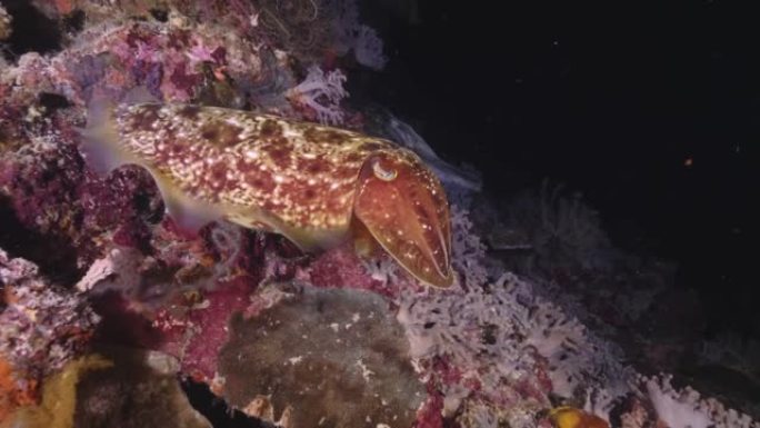 一种墨鱼在礁石藻类和珊瑚中寻找食物