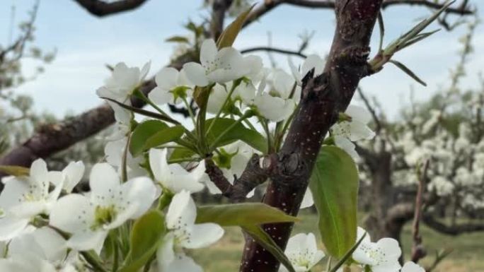 春天的苹果梨果园实拍结籽结实花芽