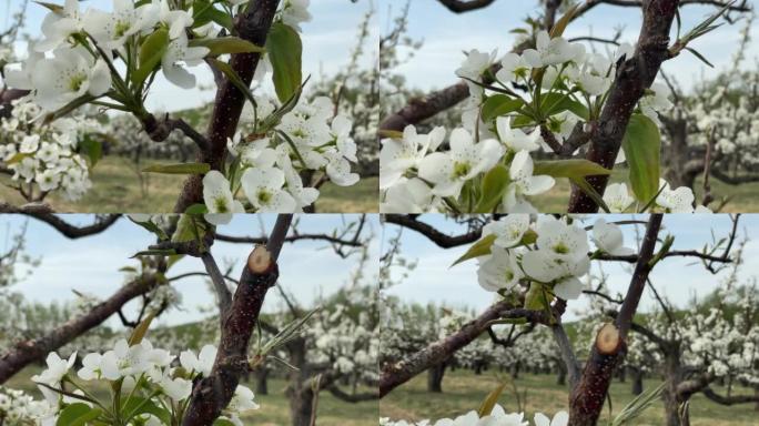 春天的苹果梨果园实拍结籽结实花芽