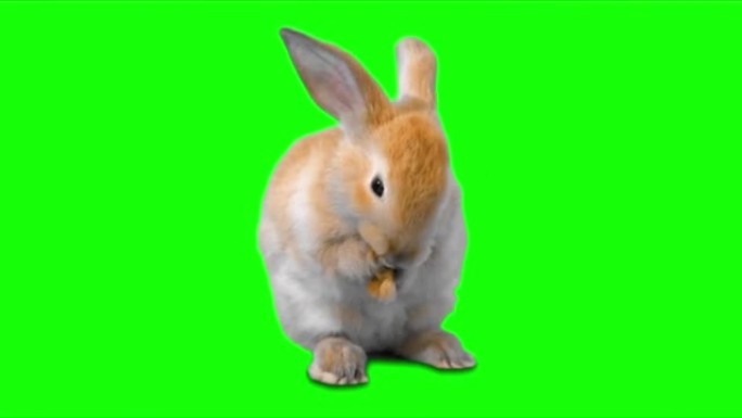 在绿色屏幕上吃兔子