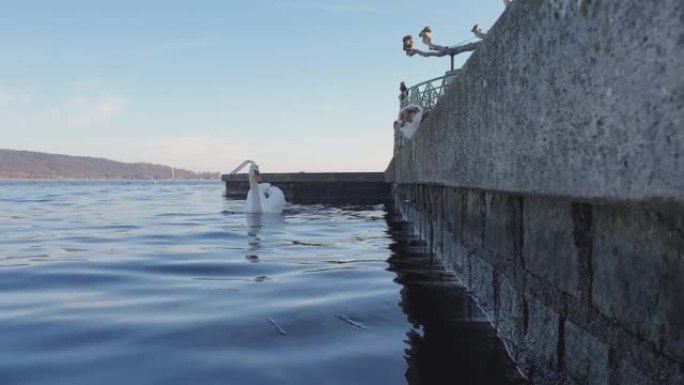 在意大利湖边的码头上，敌对的攻击性猖獗的狗对着天鹅吠叫。低角慢动作