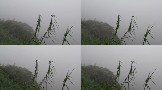 覆盖东爪哇劳乌山山坡的浓雾使空气变冷并降低能见度